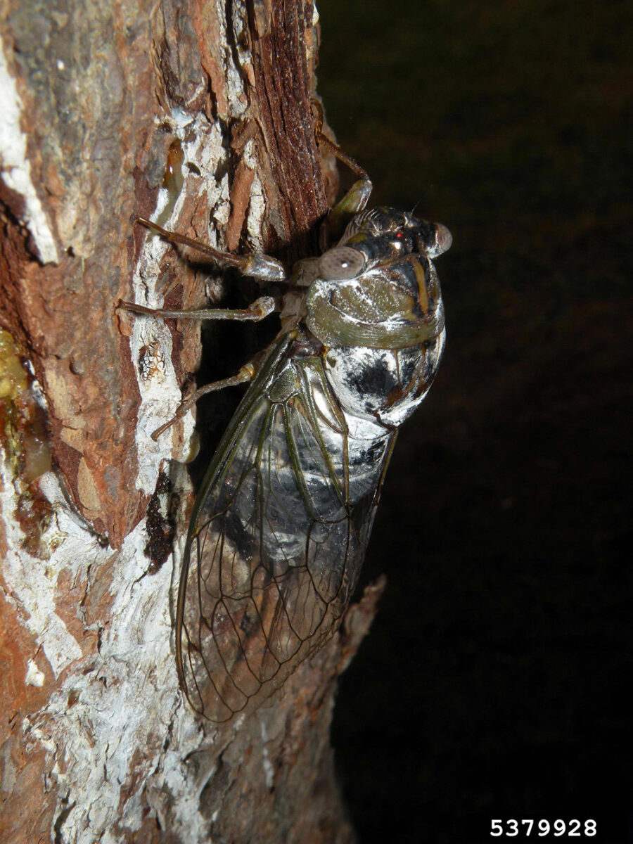 Adult dog-day cicada on a tree at night with bulging eyes and transparent wings. 