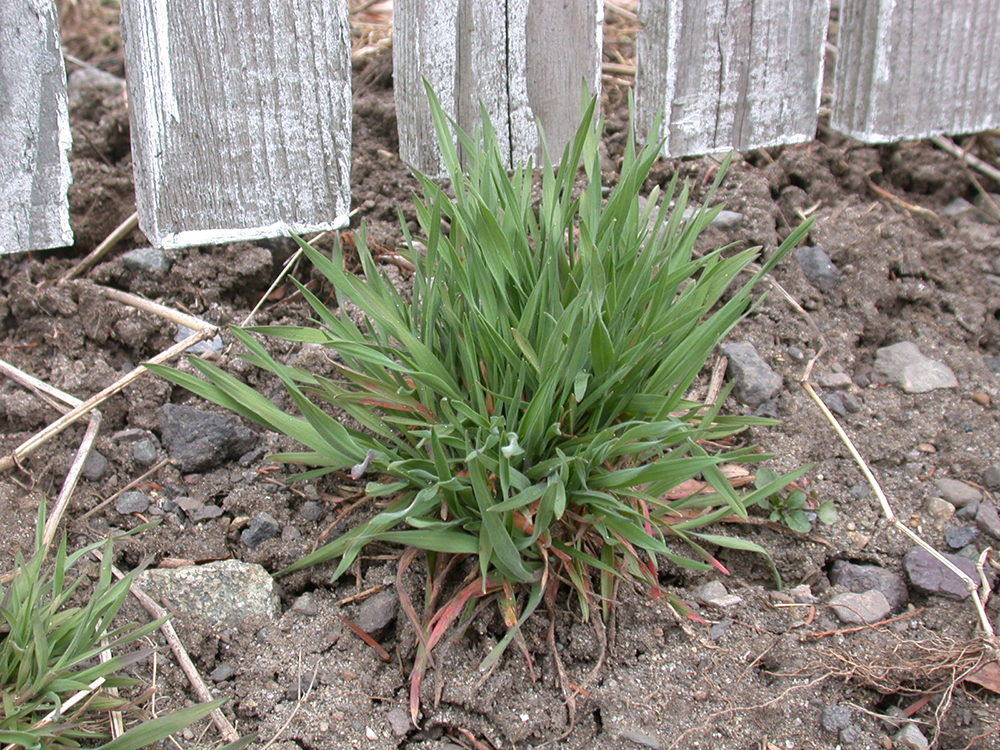 Young downy brome plants