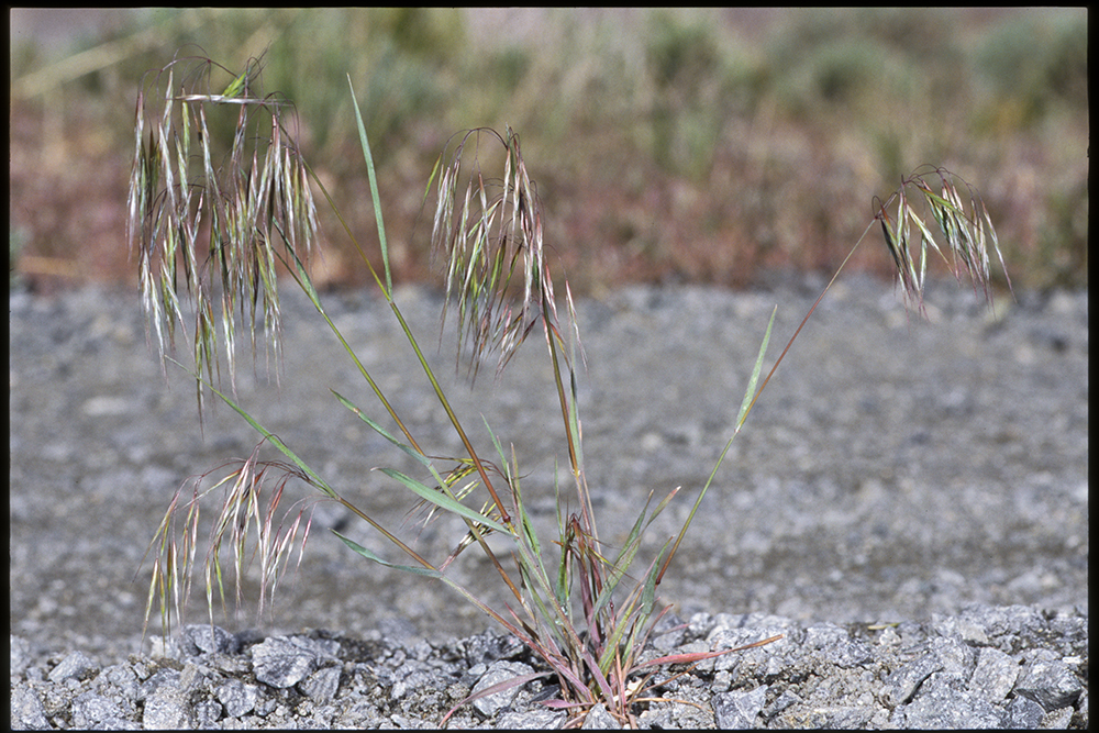 Downy Brome - SARE