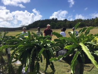dragon fruit dragon fruit growing with people talking in the background