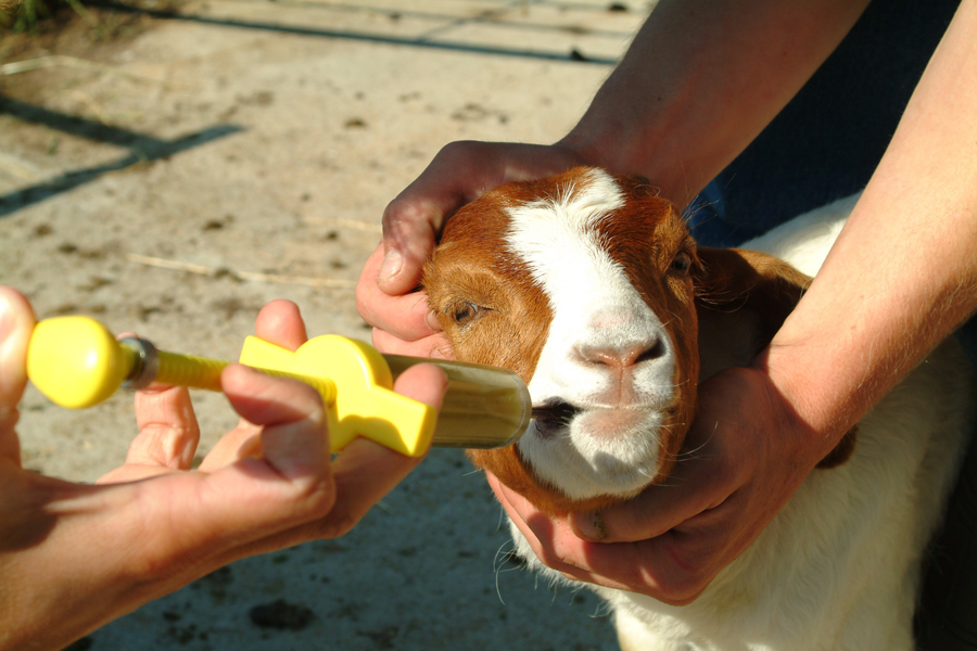 A goat being fed with a yellow syringe