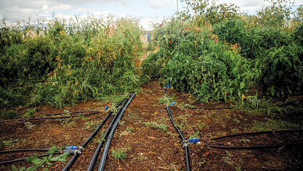 Drip irrigation shown through vibrant green brush and light brown fertile soil