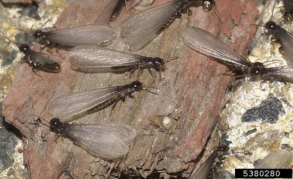 A dozen winged termite males
