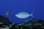 A blue fish swimming to the left in a fish tank