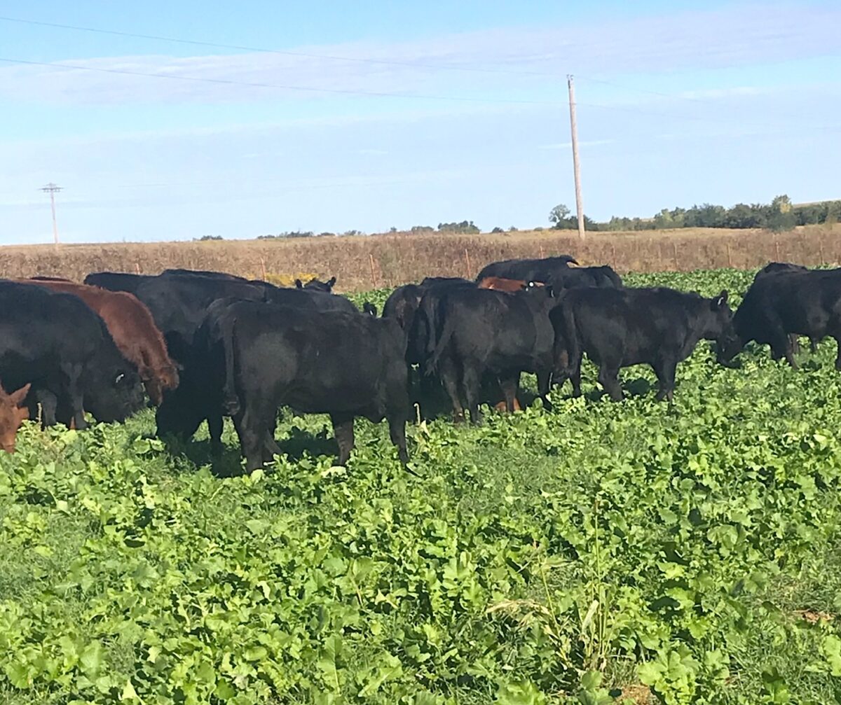 A herd of cattle are in a field grazing a diverse cover crop mix.