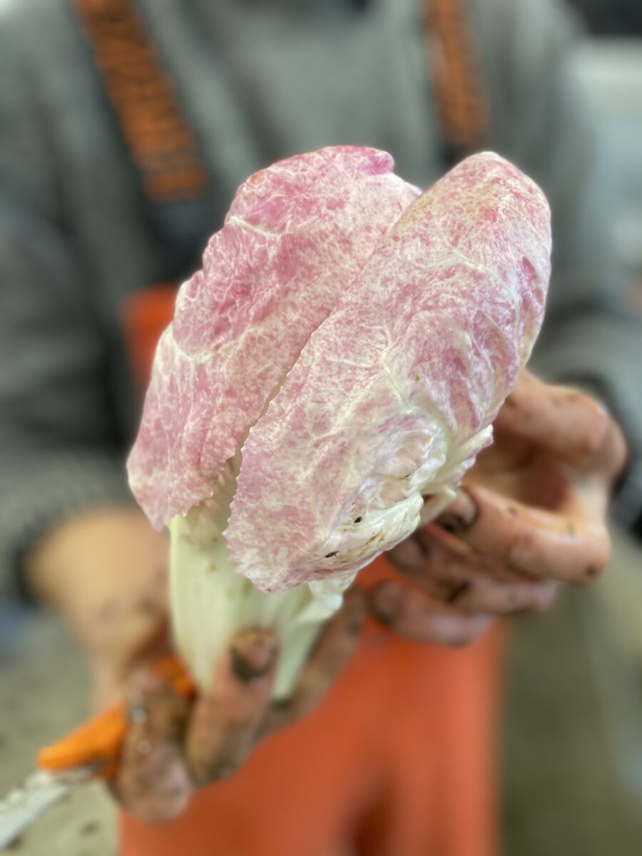 close up of a person holding an endive