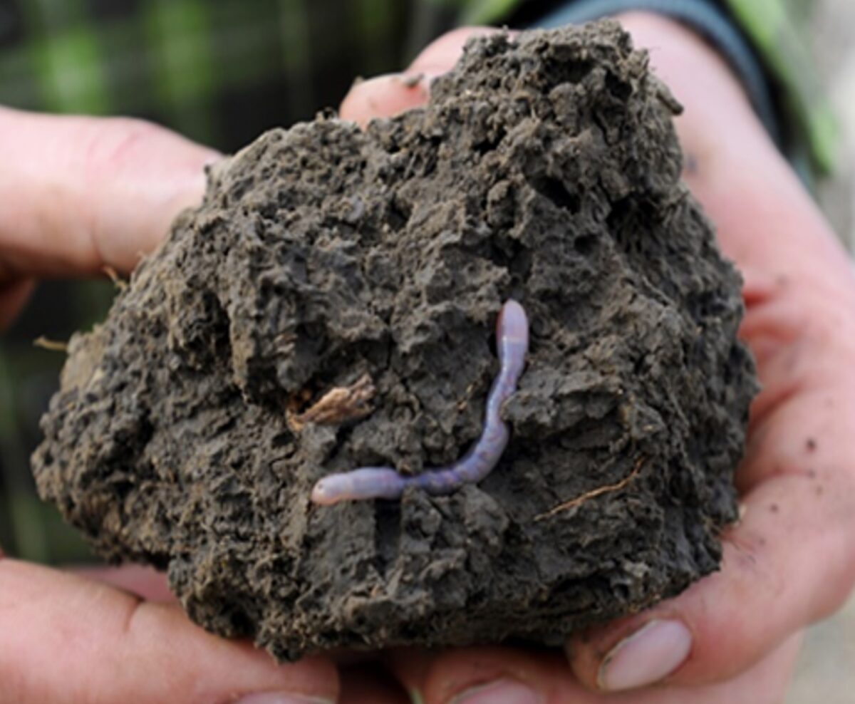 a close up of a clump of soil that a person is holding, the soil has an earthworm in it, plus roots and pores are visible, and the color is dark brown to show it is healthy