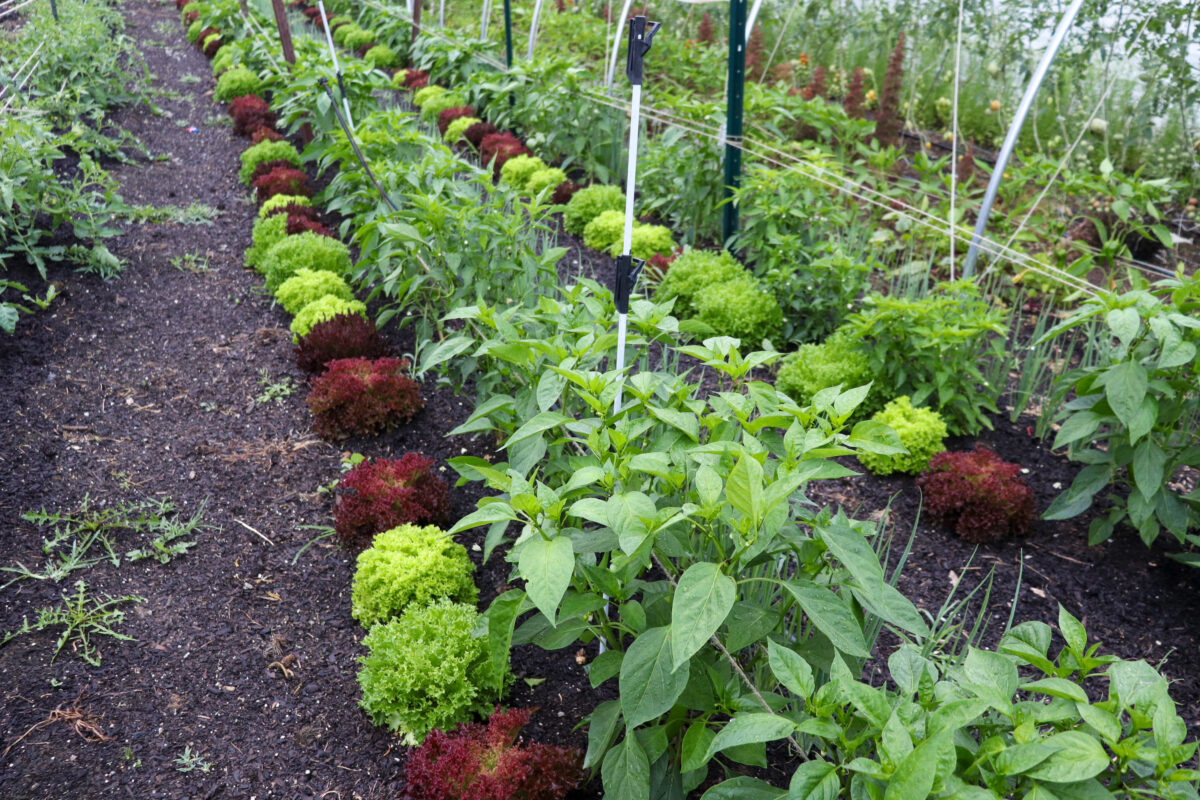 a bed includes a row of pepper plants in the center; on one side of the row is a line of lettuce plants and on the other side are onion plants