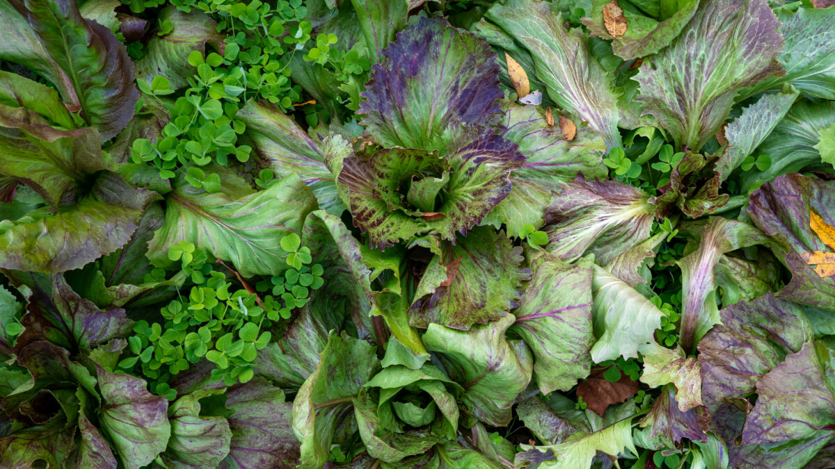 well established radicchio plants are growing with some clover plants visible between their leaves