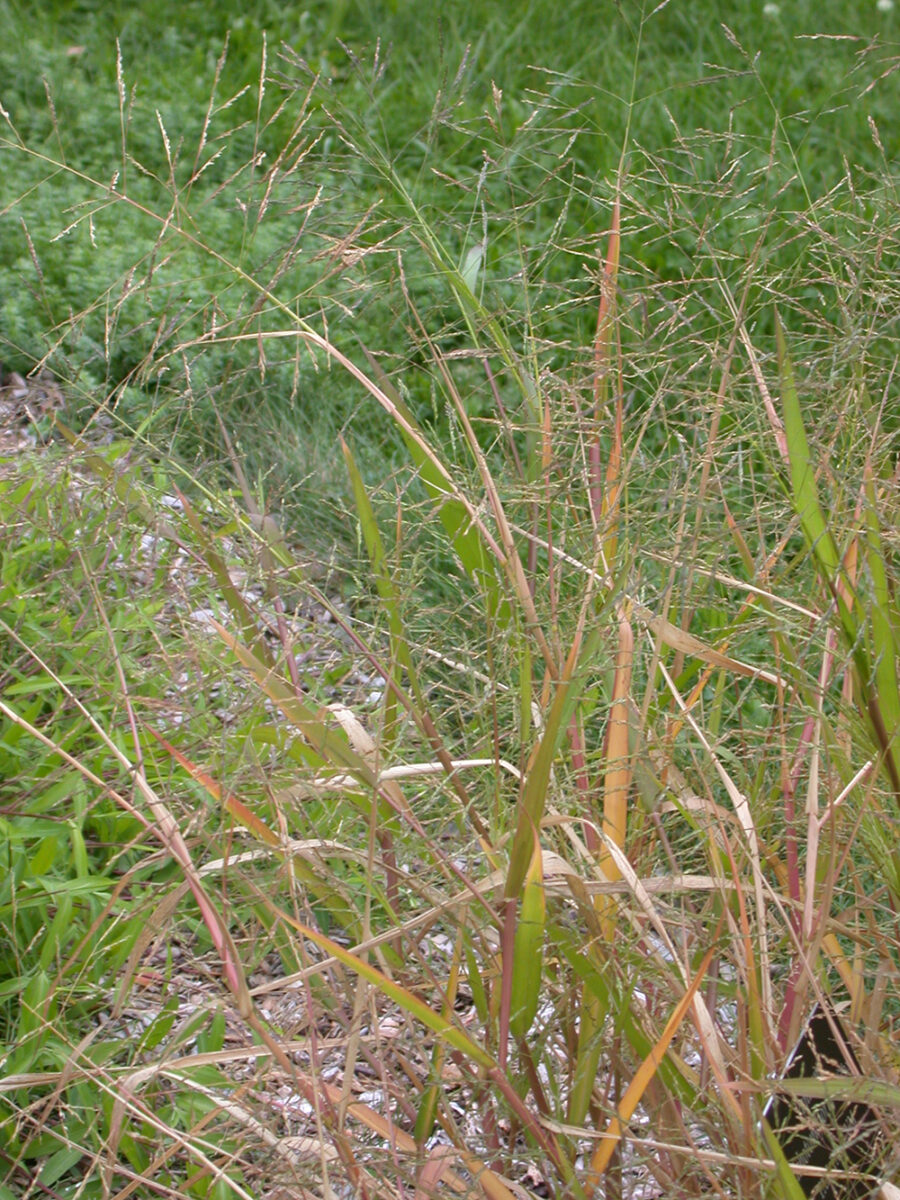 Fall panicum plant and inflorescence