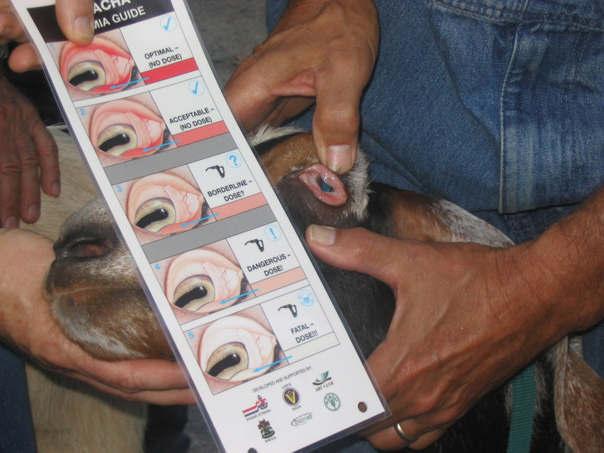 An animals eyelid being compared with a chart