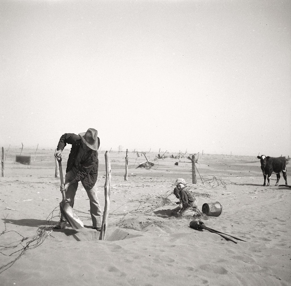 Person digs with shovel into bare soils on the plains with cow standing nearby.