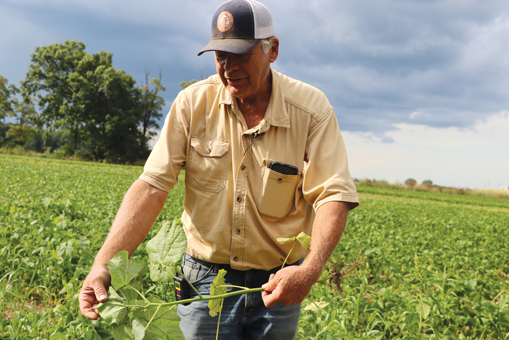 A farmer inspecting the leaves of a weed in his field