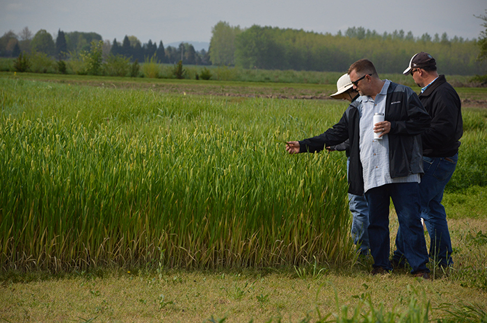 farmers looking at wheat together