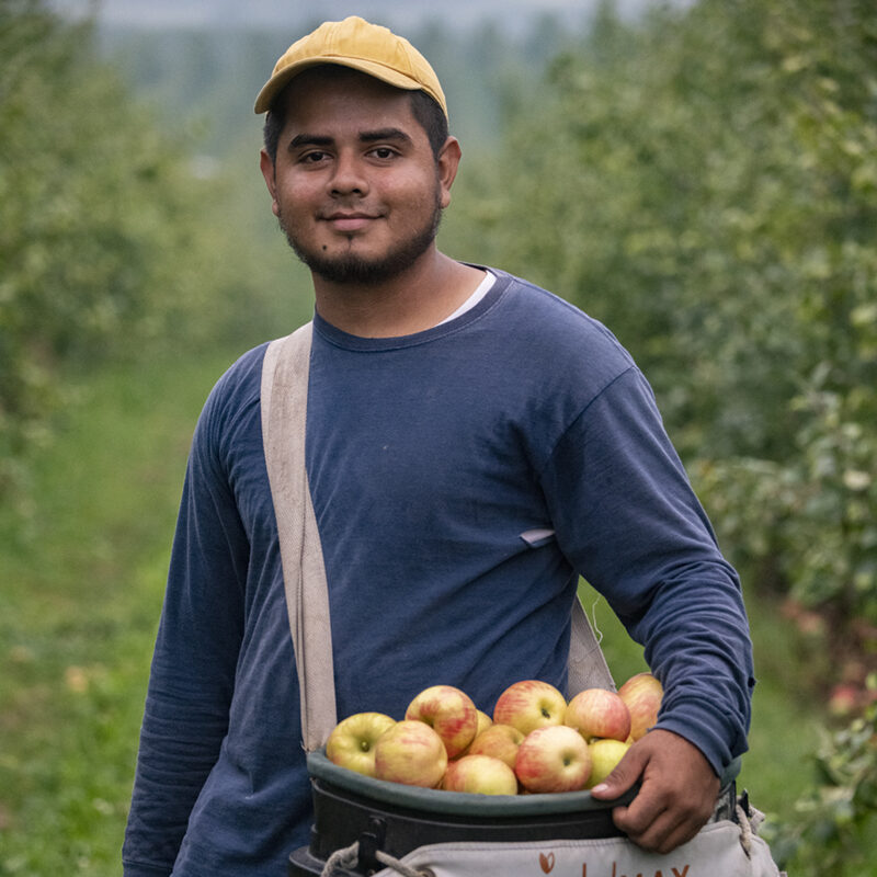 A young Latino farmworker harvesting apples