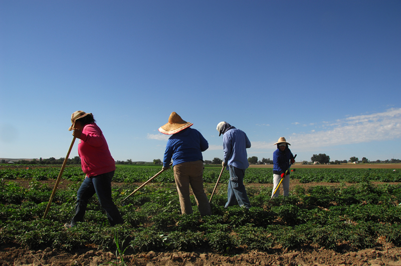 Workers weed a field of peppers