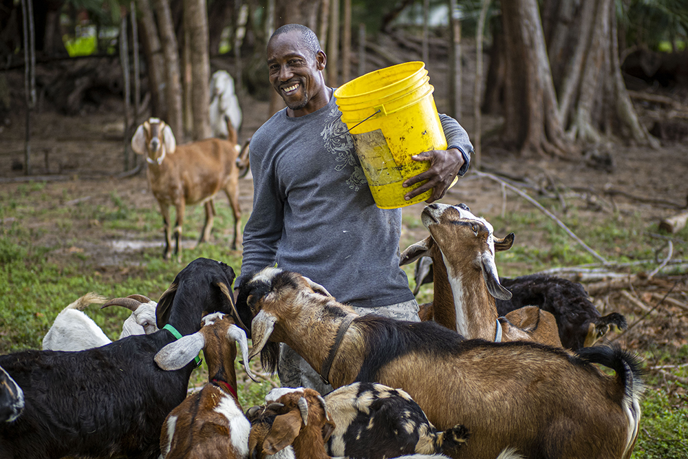 farmer feeding his goats out of a yellow bucket