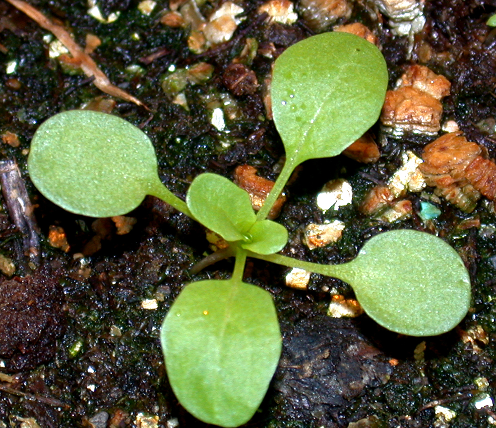 Field pennycress seedling