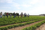 field tour in peanuts