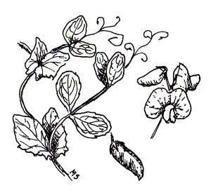 FIELD PEAS (Pisum sativum subsp. arvense)