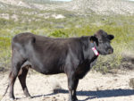 A cow tracked with a low-cost GPS collar