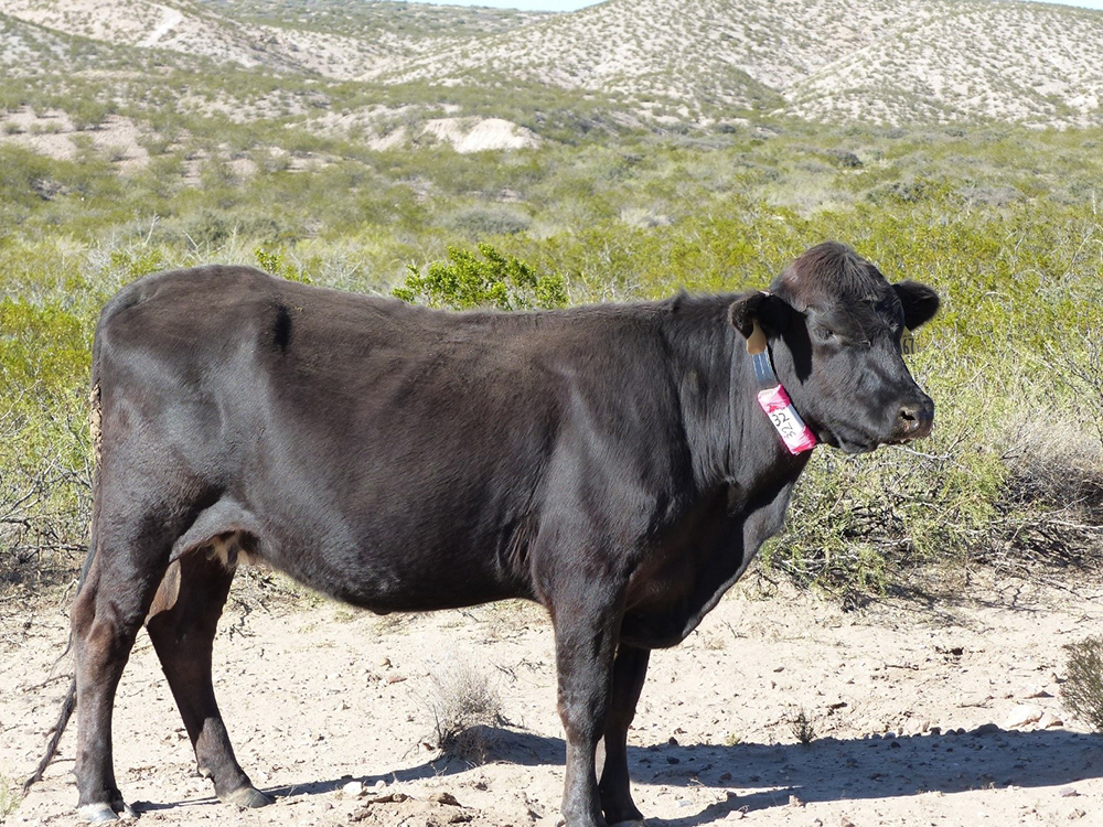 A cow tracked with a low-cost GPS collar