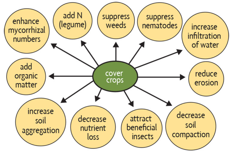 Ch 10. Cover Crops SARE
