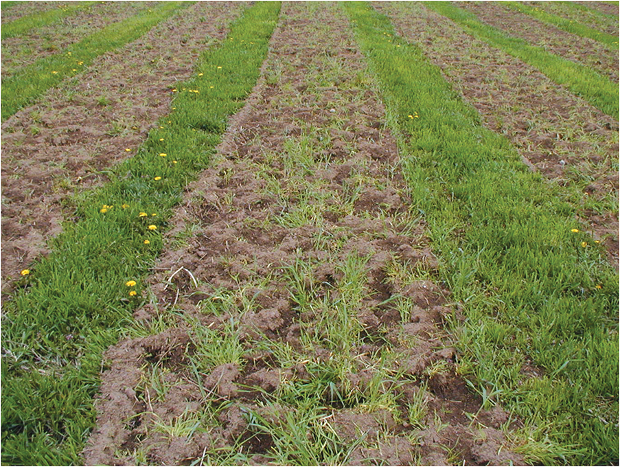 living mulch in field rows of green and brown