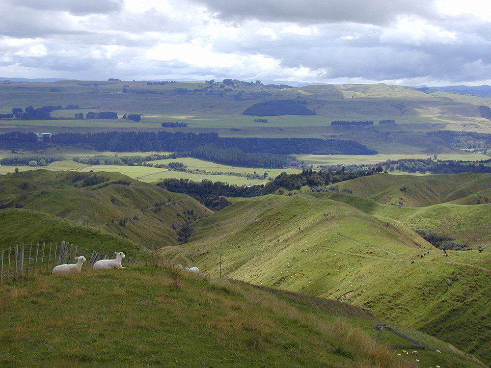 grazing in marginal lands in new zealand