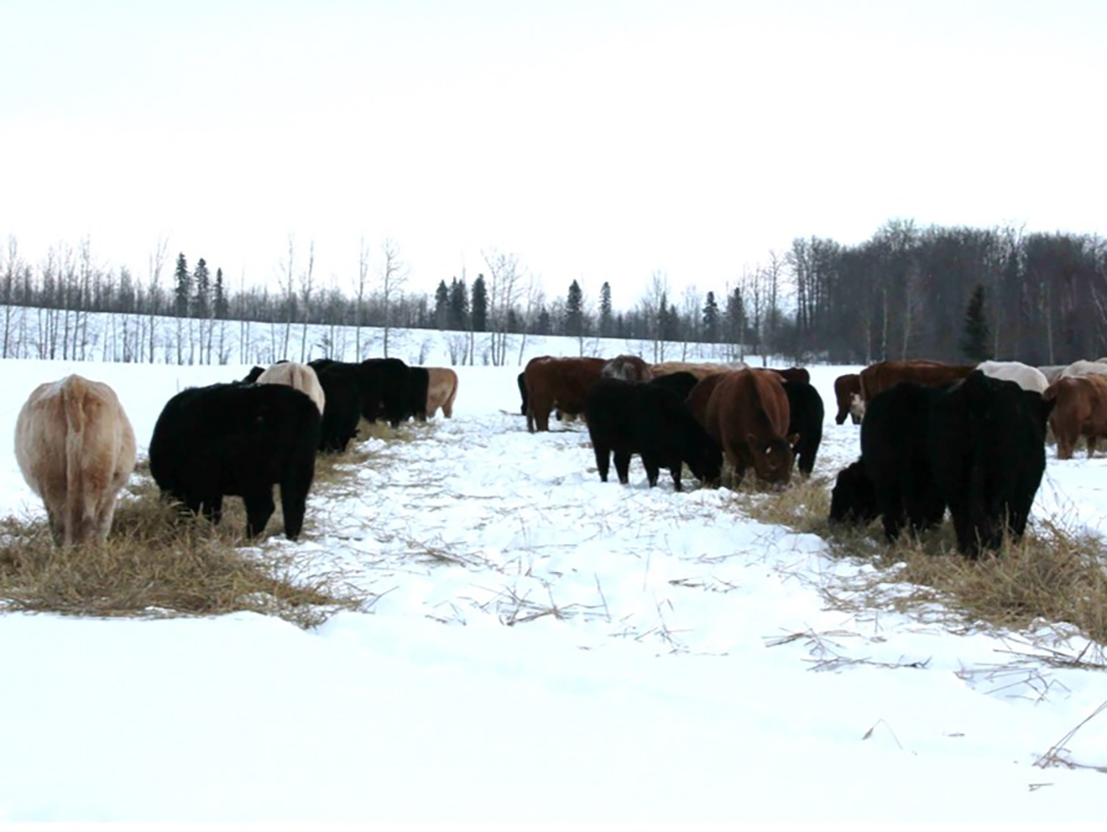 Swath grazing in the snow