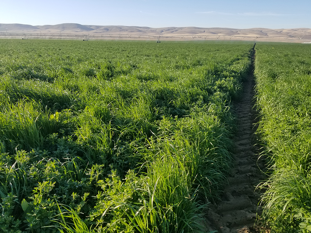 cover crop for grazing