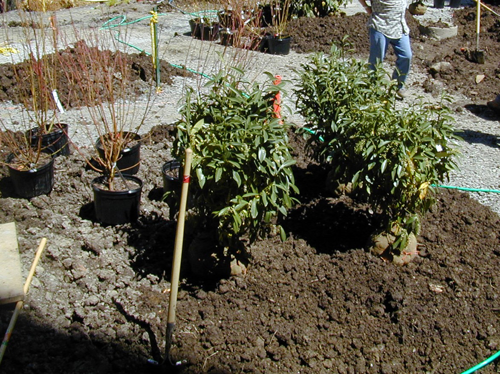 compost application by using the soil for replanting