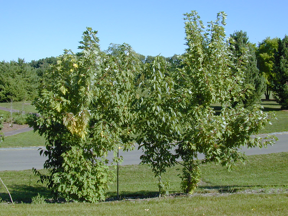 tree growth with compost