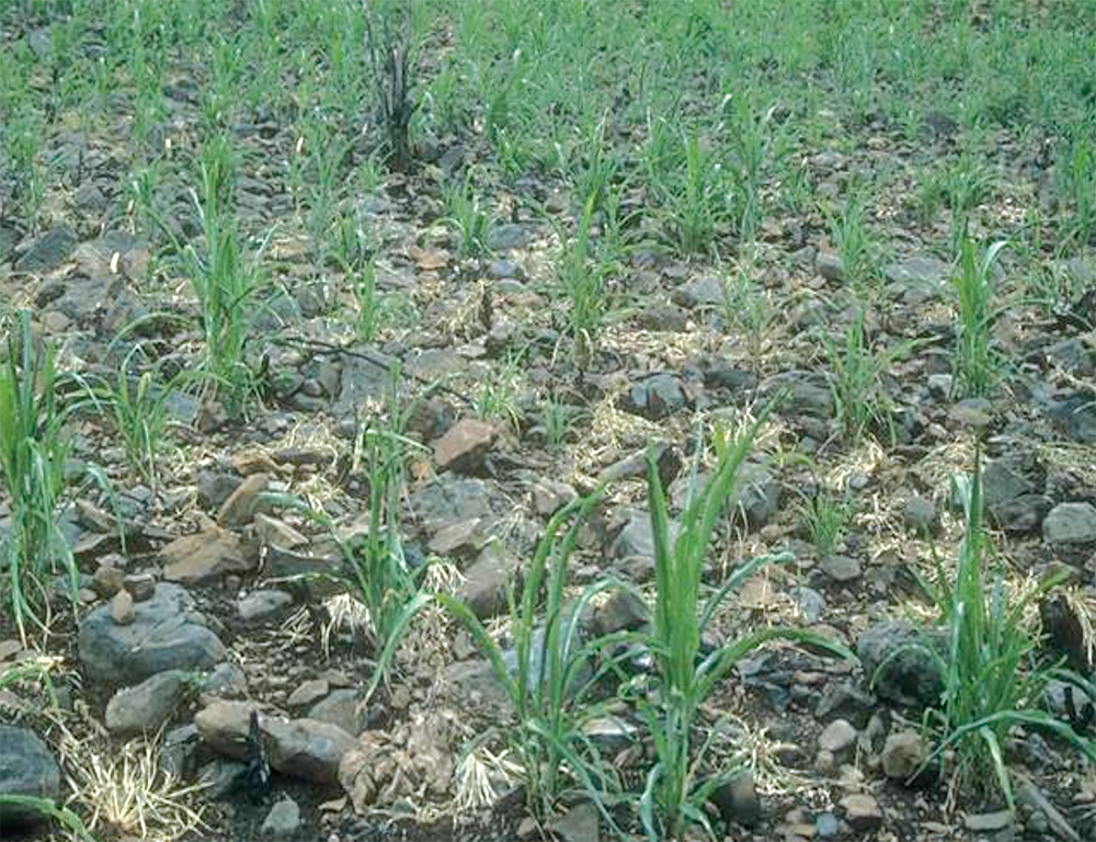 Erosion on steep lands