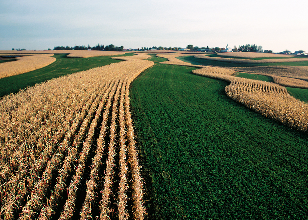 corn and alfalfa grown in rotation