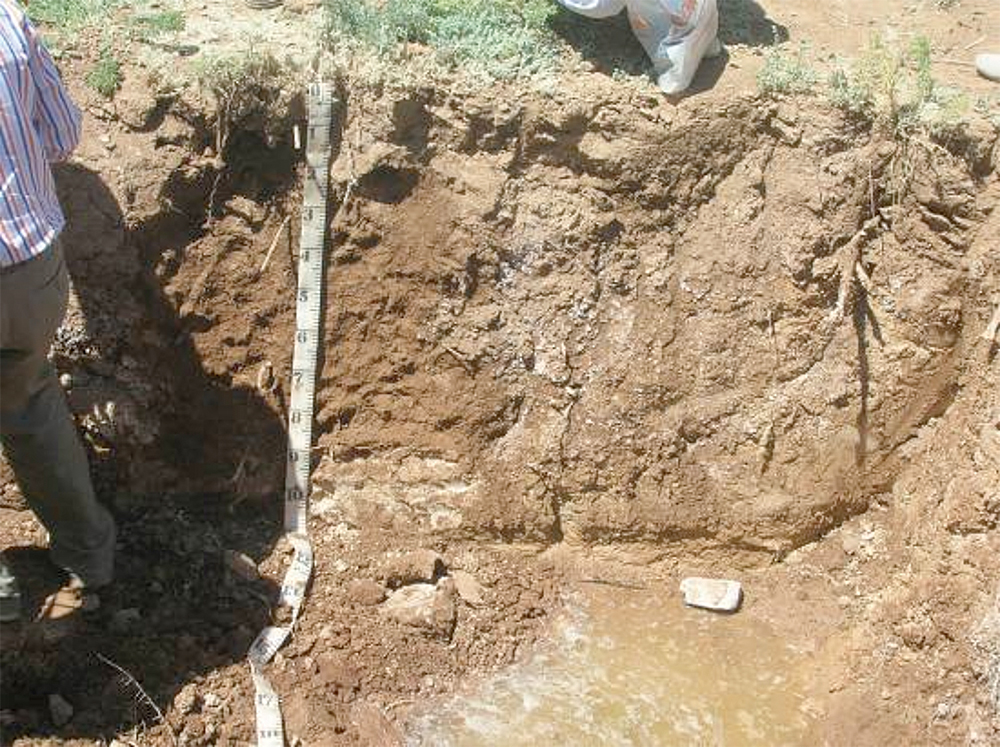 Over-irrigation raised groundwater tables