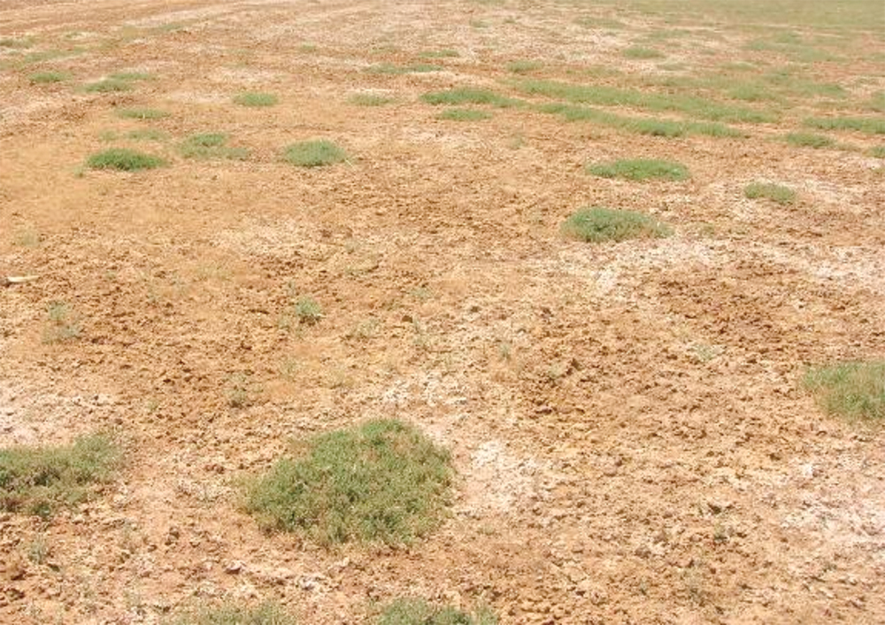 surface evaporation through soil capillaries