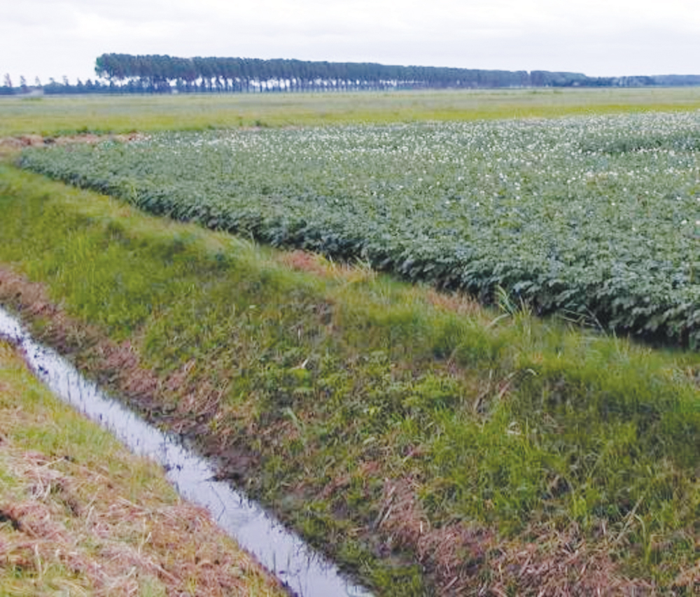 drainage ditch next to an agricultural field
