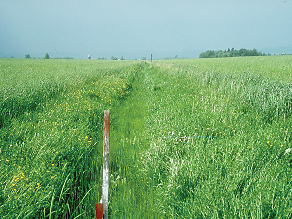 Green field used as a grass waterway
