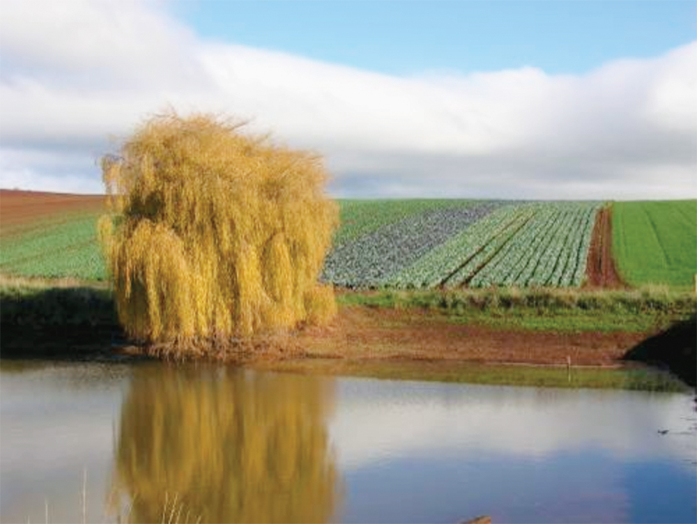 Pond with a yellow willow tree in front of a large farm field