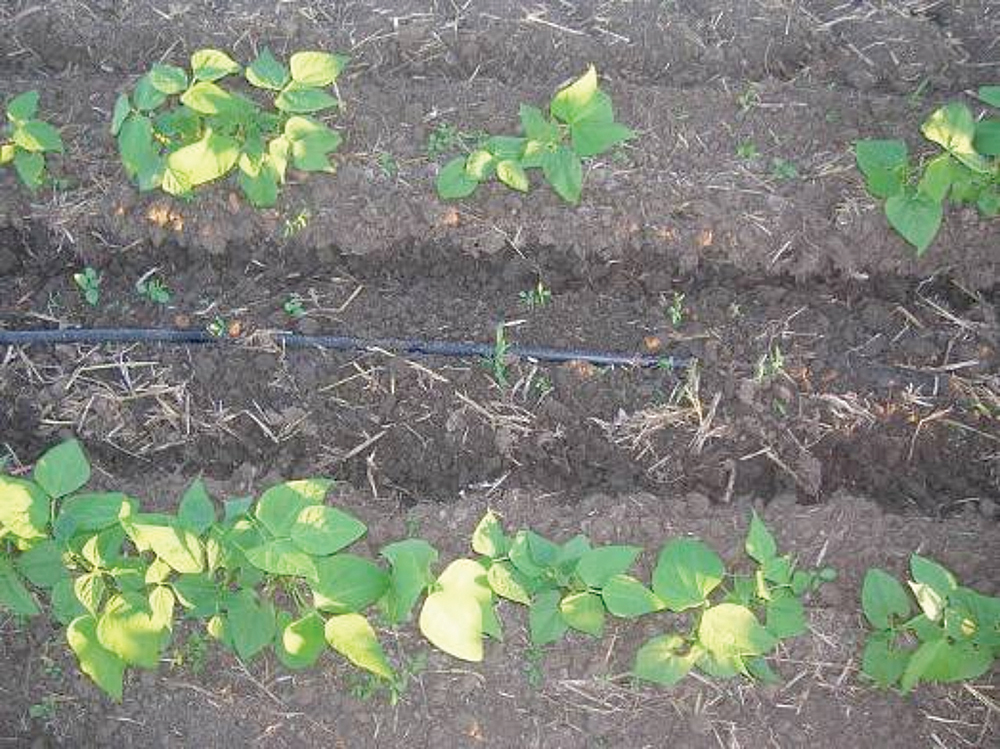 drip irrigation for bean plants