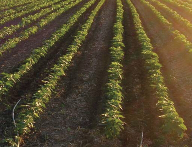 Ch 17. Managing Water Irrigation and Drainage SARE