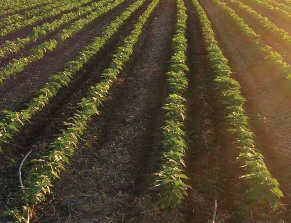 drip irrigation for bean plants with twin rows