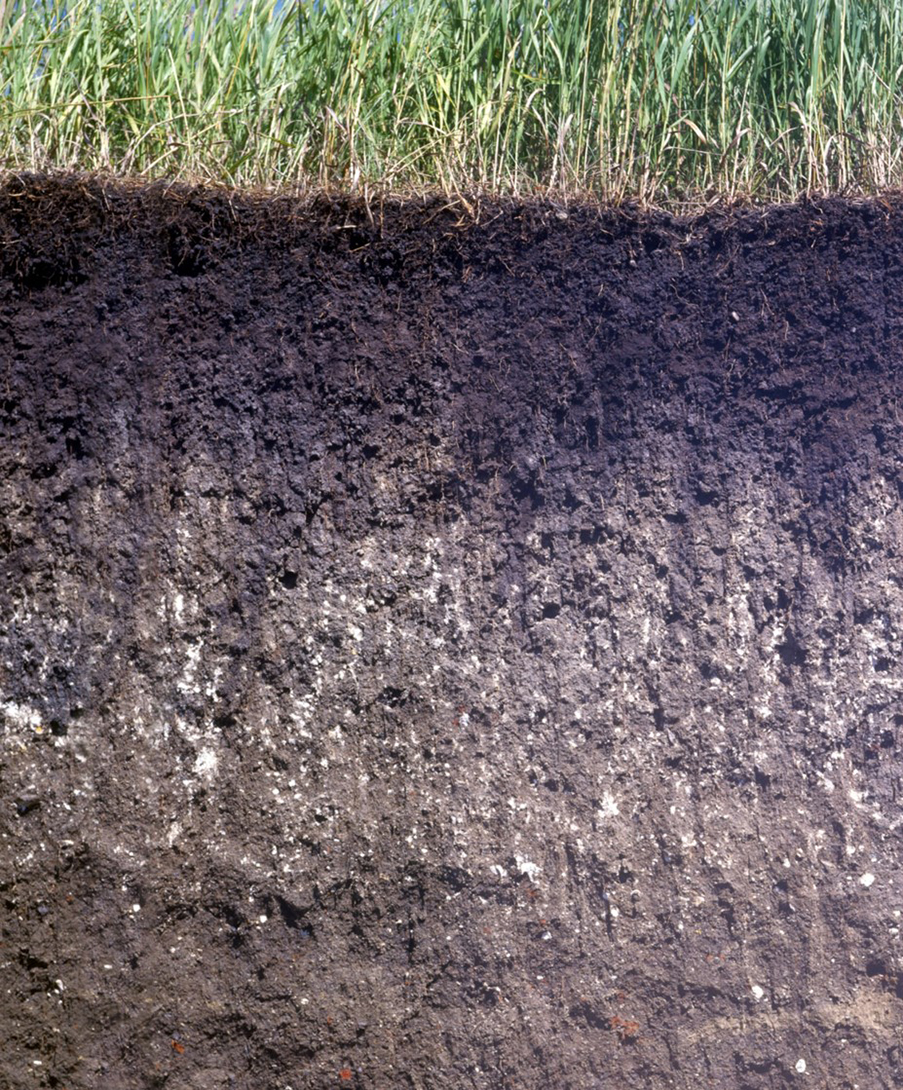 Roots in soil storing nutrients