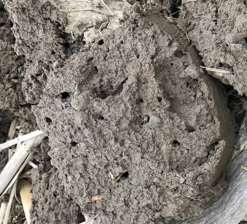 Holds in the brown soil made by worms
