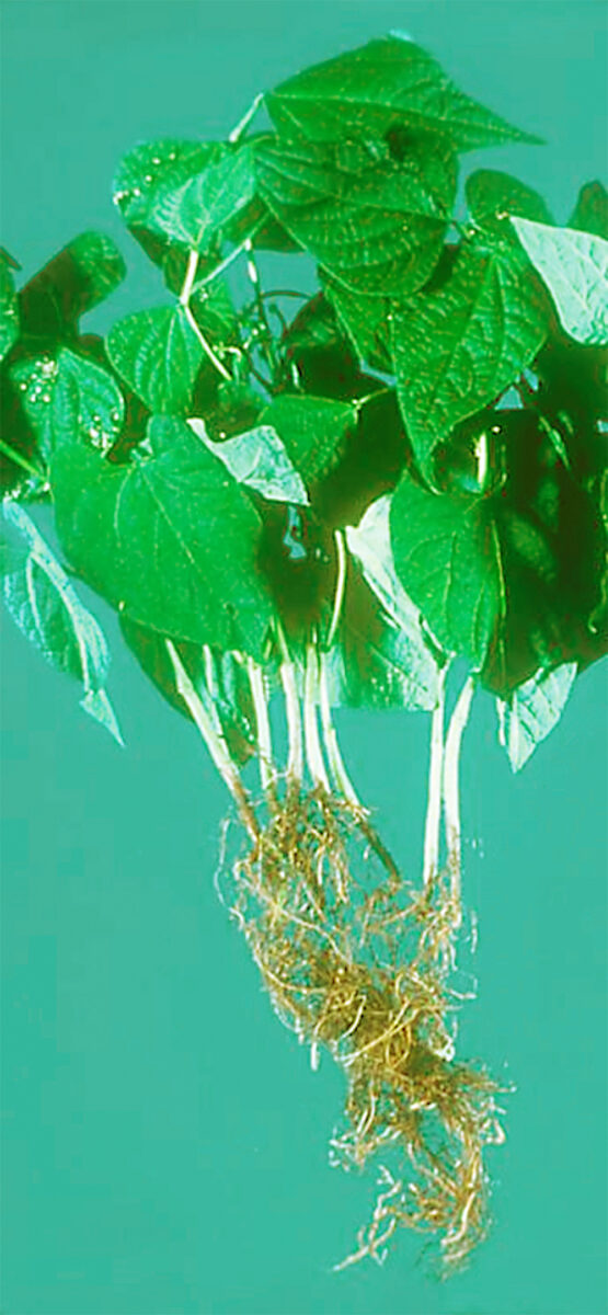 conventional root rot