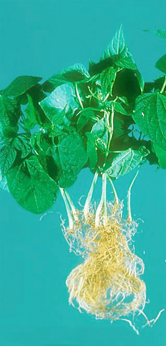 organic root rot