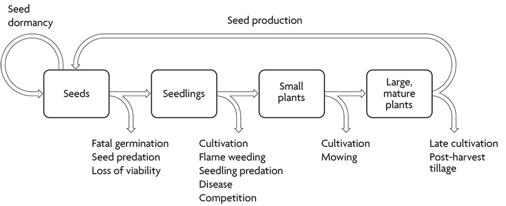 The life cycle of an annual weed species