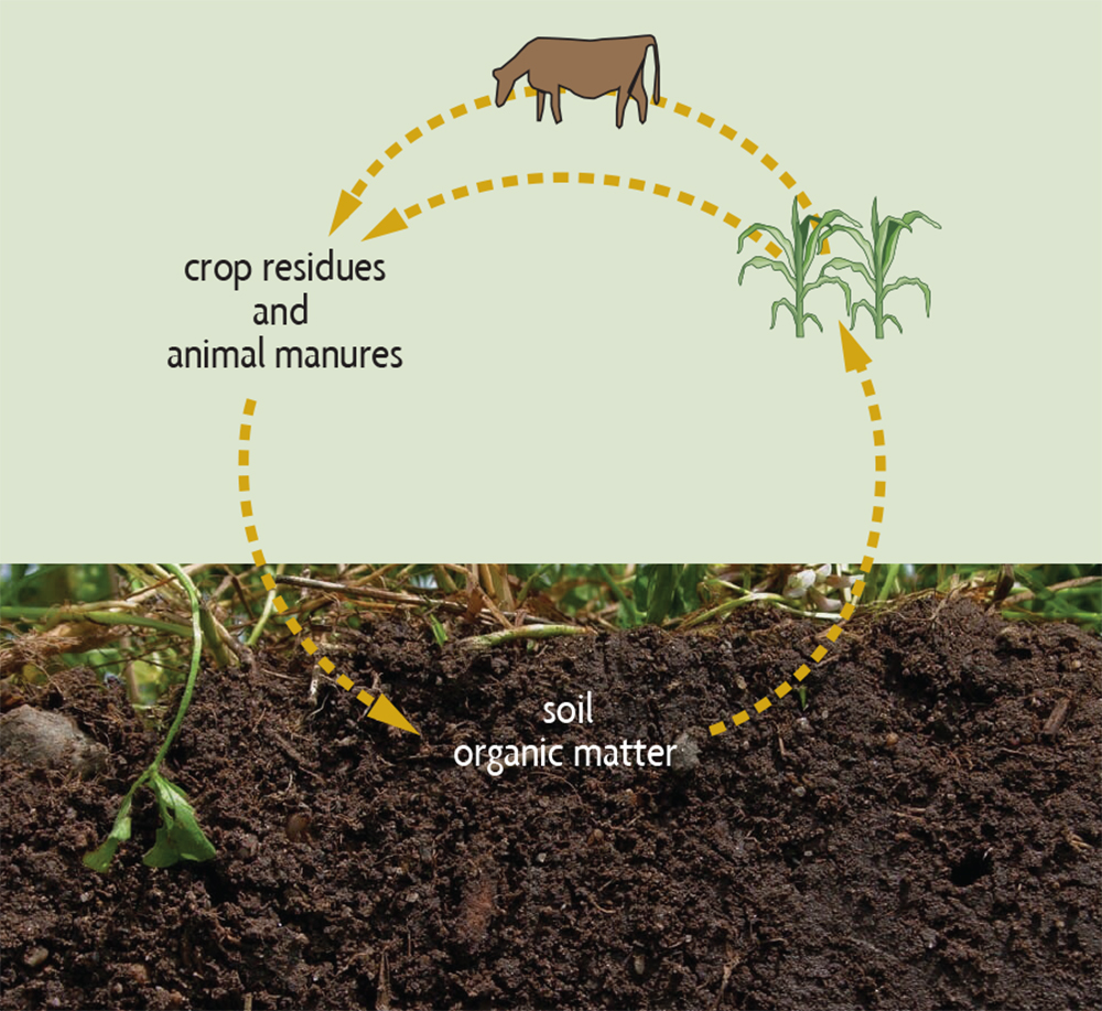 Ch 2. What Is Organic Matter and Why Is It So Important - SARE