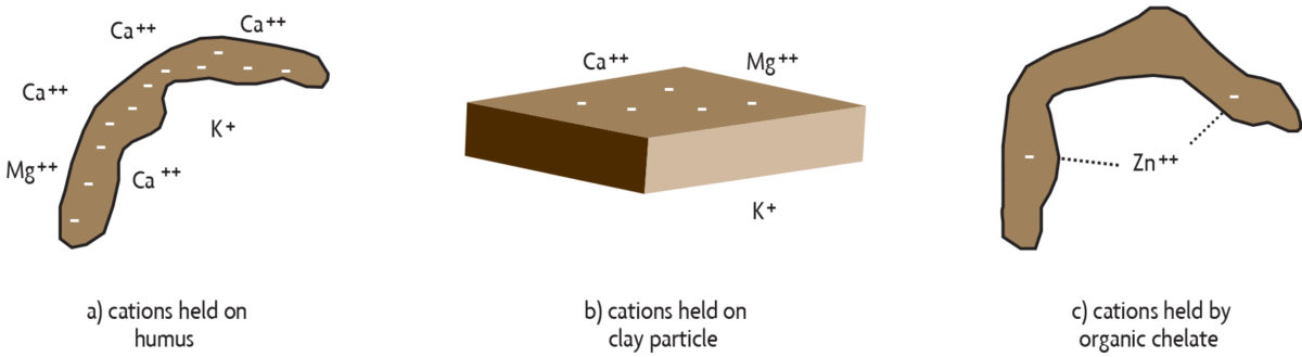 model of cations in organic matter